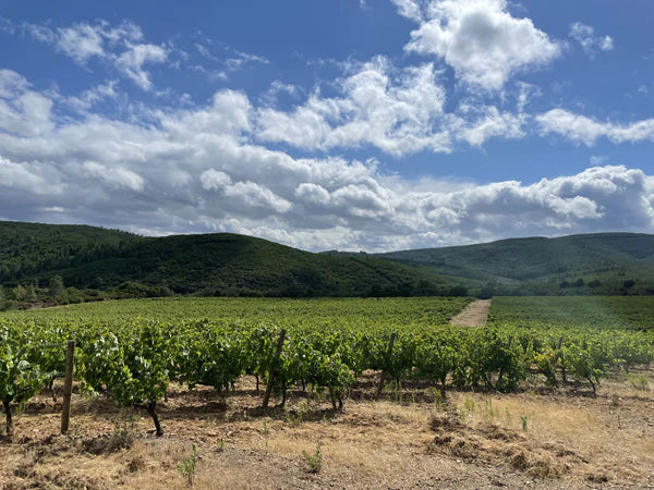 Saint-Chinian,  cuvée Salsa, domaine de l’Orchis Pourpre